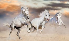 Award-winning stud farm in southern Germany